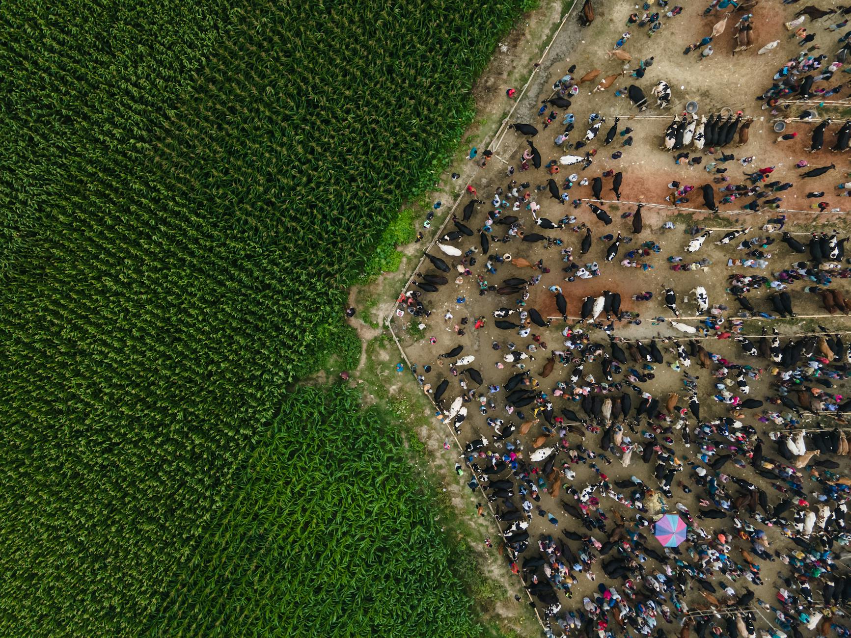 An aerial view capturing a bustling cattle market adjacent to a lush green field.