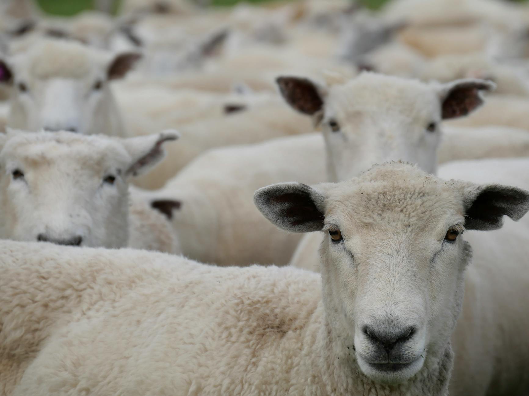 Close-up of sheep gathered together, captured in a pastoral outdoor setting.