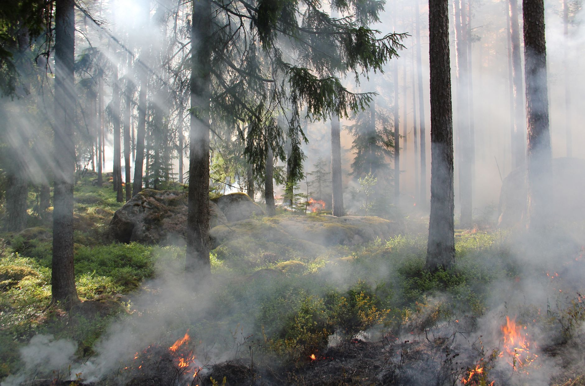 satire-image-50 Trump Orders satire image: A smoky forest fire captured in the wilderness with burning trees and dense smoke.