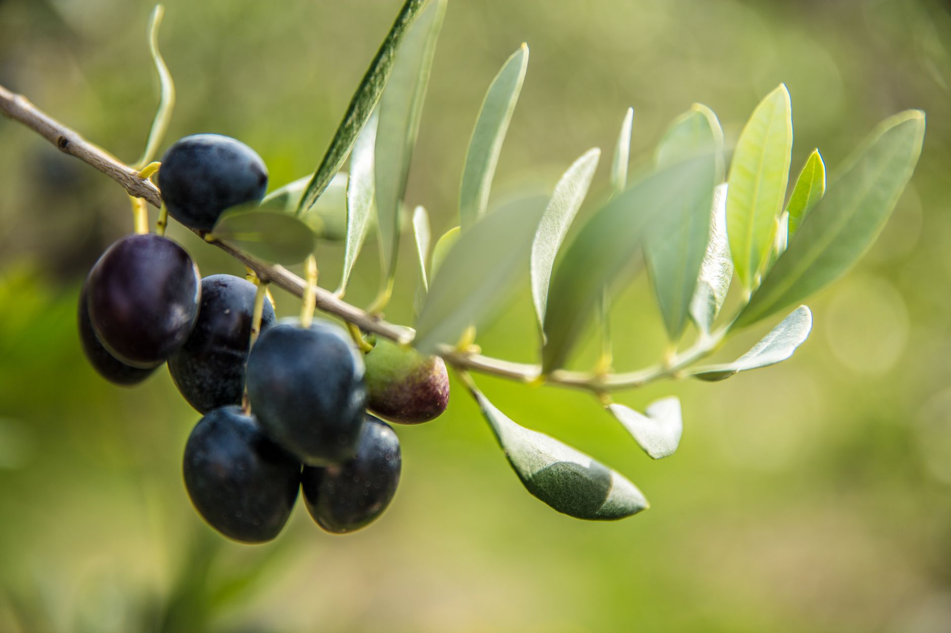 Trump Offers satire image: A focused shot of ripe black olives on a branch with green leaves in soft sunlight.
